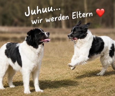 Papagena ist trächtig