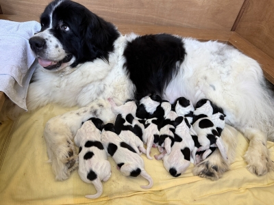 Die Welpen sind da!